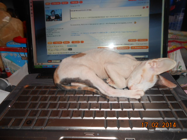 Малышка Кэт 178