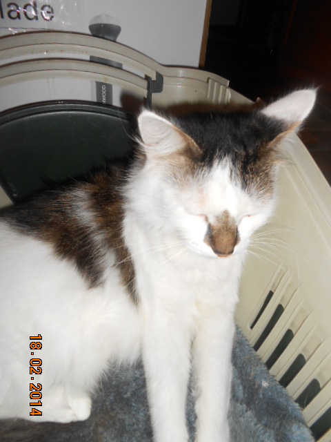 Малышка Кэт 202