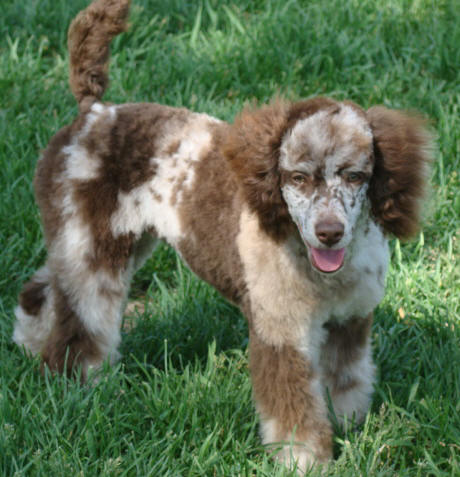 Brown merle Awesome Paws kennel