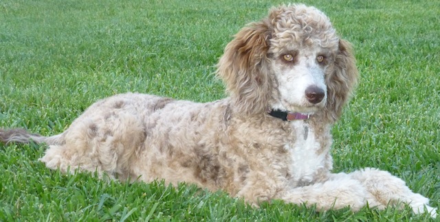 brown merle Hidden Meadows kennel