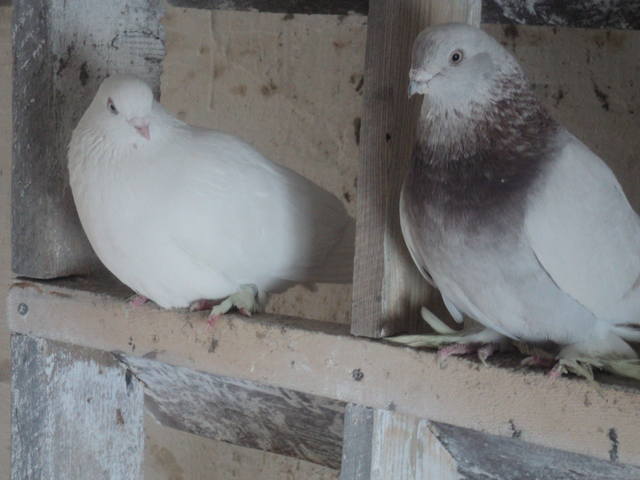 Породы  голубей Таджикистана - Страница 30 4309482_m