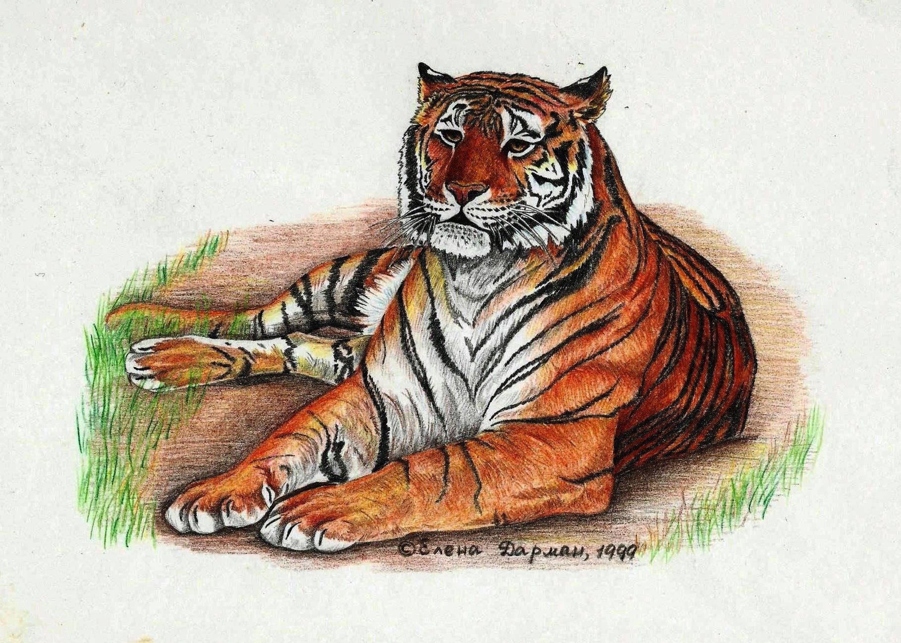 1999 Тигр 25х20 Цветной карандаш