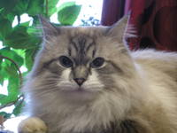 VFL.RU - ваш фотохостинг