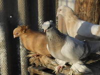 Изображение 011