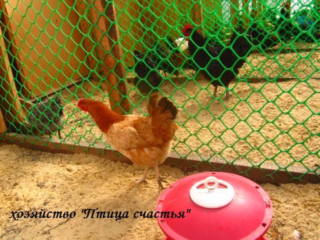 Наш маленький птичий дворик (хозяйство Fermer) - Страница 18 4414170_m