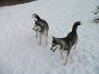 VFL.RU - ваш фотохостинг