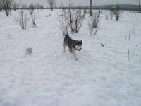 VFL.RU - ваш фотохостинг