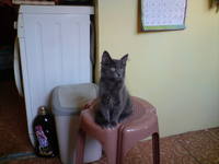 VFL.RU - ваш фотохостинг