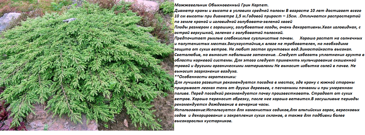 Можжевельник обыкновенный Грин Карпет Juniperus communis Green Carpet