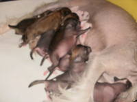 VFL.RU - ваш фотохостинг