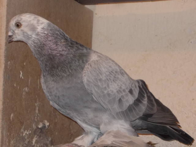 Бойные  голуби  Туркмении - Страница 35 4531599_m