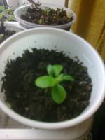 март хризантема