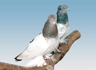 Породы  голубей Таджикистана - Страница 30 4543757_m
