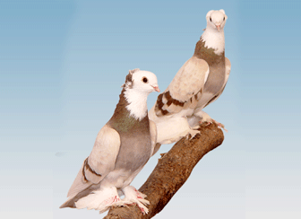 Породы  голубей Таджикистана - Страница 30 4543759_m