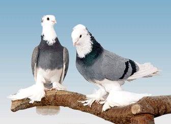 Породы  голубей Таджикистана - Страница 30 4543761_m