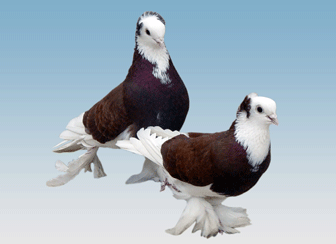Породы  голубей Таджикистана - Страница 30 4543762_m