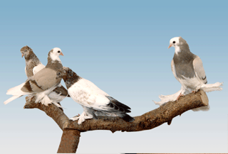 Породы  голубей Таджикистана - Страница 30 4543763_m