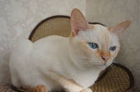 АЙКА - БЕРЕМЕНЯШКА 006