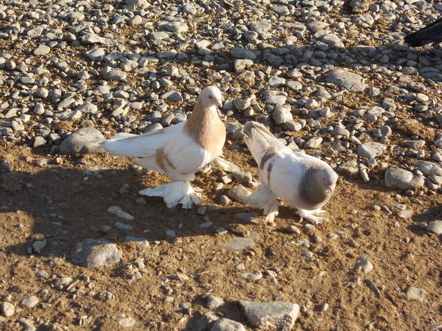 Бойные  голуби  Туркмении - Страница 36 4562514_m