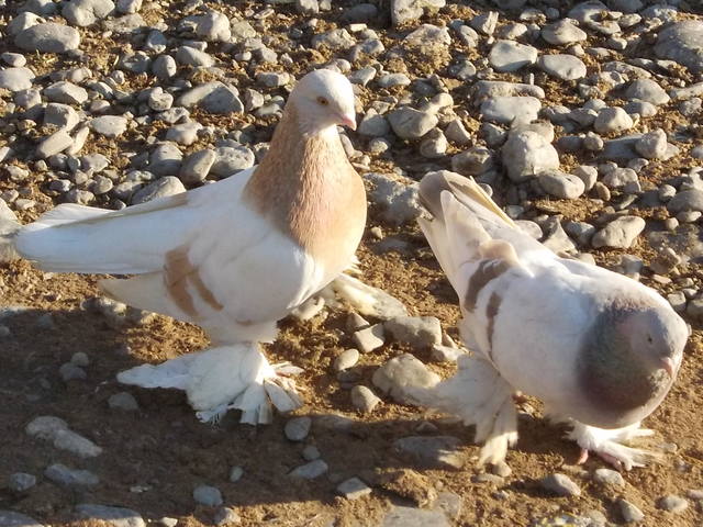 Бойные  голуби  Туркмении - Страница 36 4562599_m