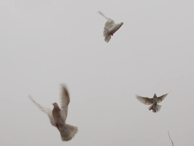 Наши голуби в  полете - Страница 2 4572324_m