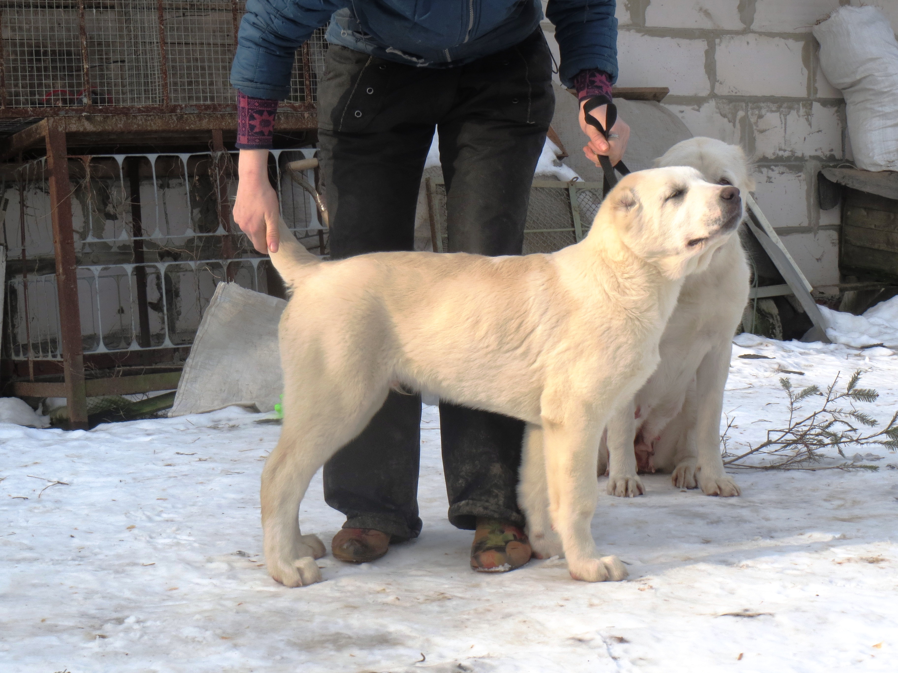 Турим кобель3