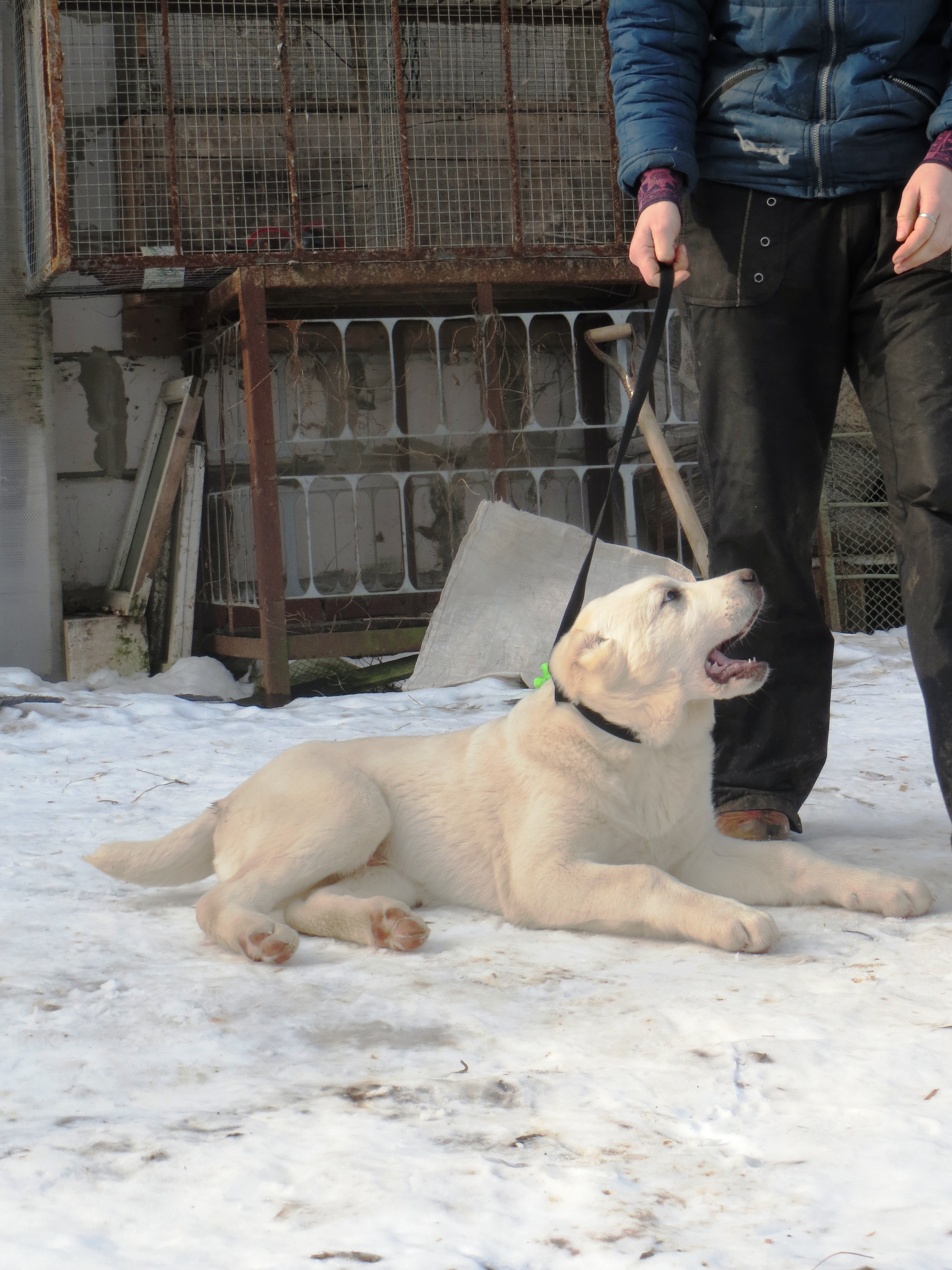 Турим кобель2