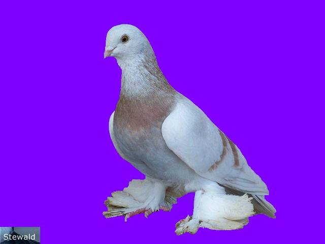 Бойные  голуби  Туркмении - Страница 36 4590197_m