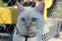 VFL.RU - ваш фотохостинг