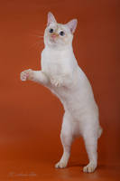 VFL.RU - ваш фотохостинг