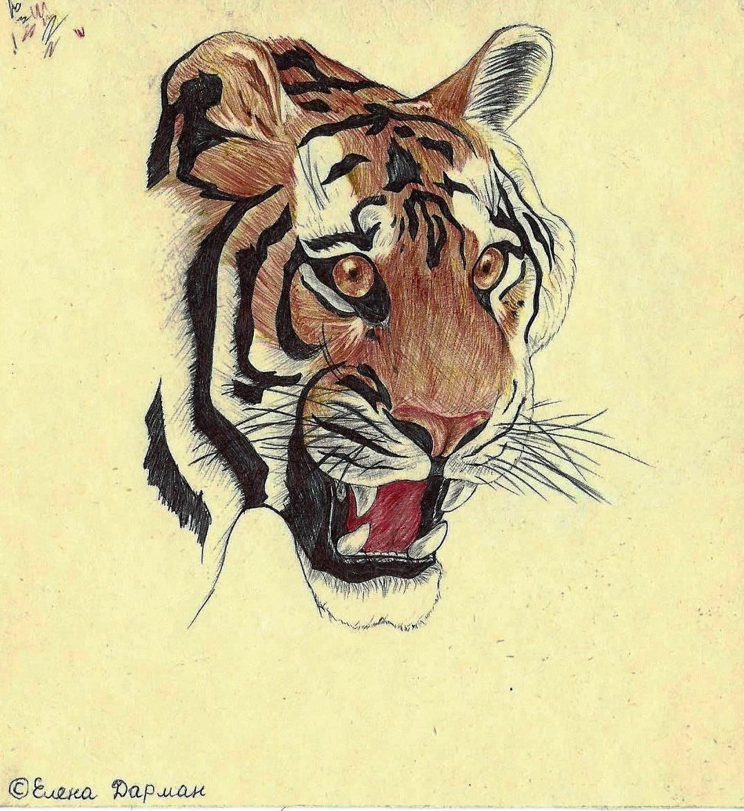 1997 Тигр 14х15 Цветная ручка
