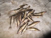 VFL.RU - ваш фотохостинг