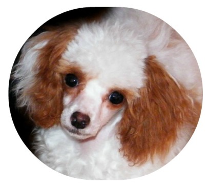 red&white itoy nancy poodles