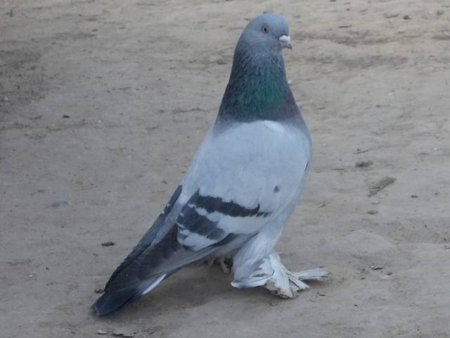 Бойные  голуби  Туркмении - Страница 36 4652088_m