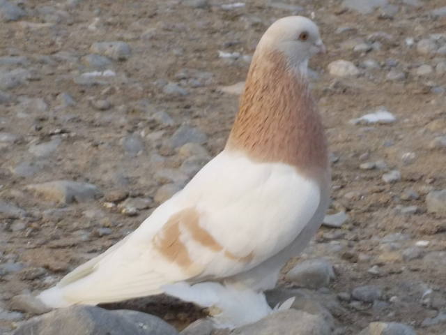 Бойные  голуби  Туркмении - Страница 36 4652104_m