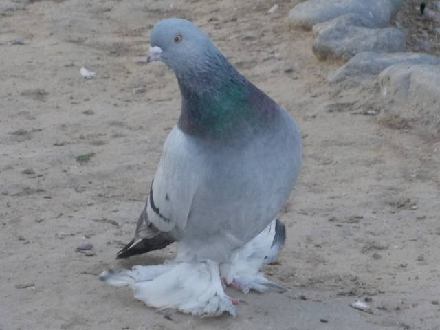 Бойные  голуби  Туркмении - Страница 36 4652112_m