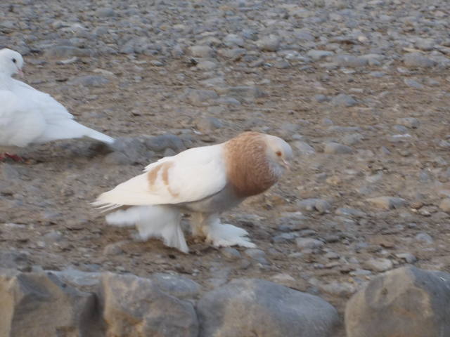 Бойные  голуби  Туркмении - Страница 36 4652203_m
