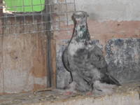 VFL.RU - ваш фотохостинг