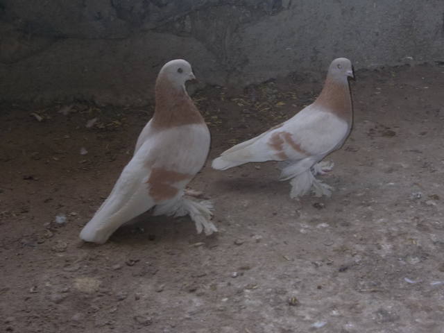 Бойные  голуби  Туркмении - Страница 37 4704646_m