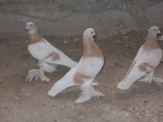 Бойные  голуби  Туркмении - Страница 37 4704692_m