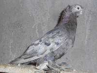 VFL.RU - ваш фотохостинг