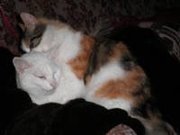 VFL.RU - ваш фотохостинг