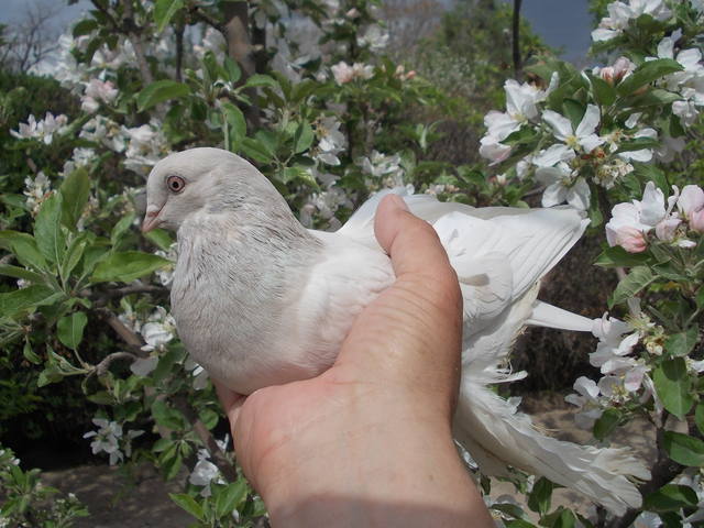 Бойные  голуби  Туркмении - Страница 37 4803998_m
