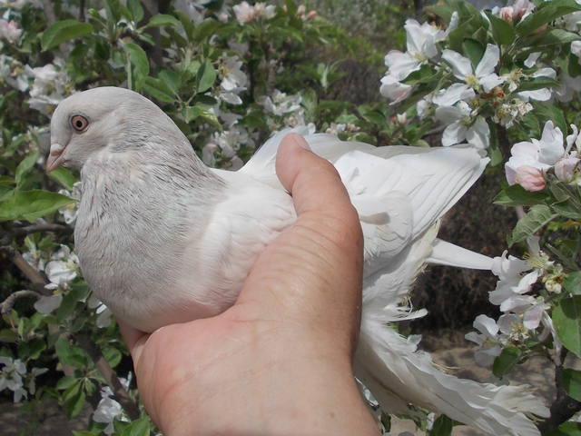 Бойные  голуби  Туркмении - Страница 37 4804015_m
