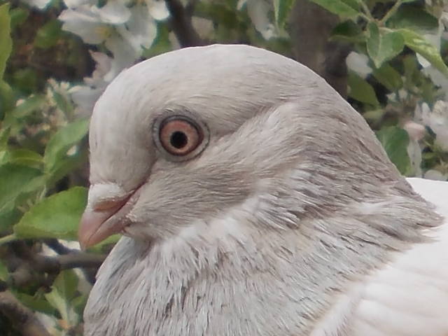 Бойные  голуби  Туркмении - Страница 37 4804025_m