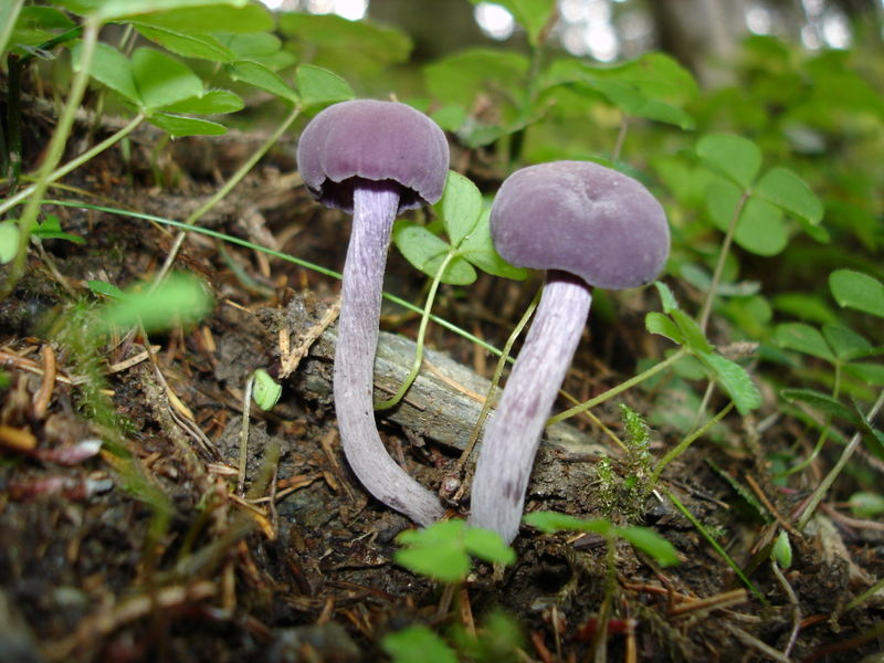 800px-Laccaria amethystea