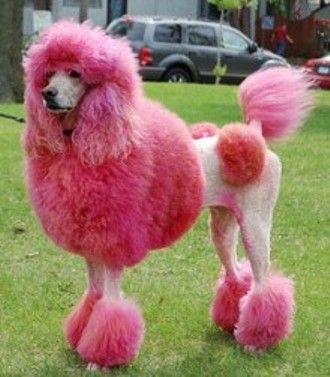 dyed-poodle dailymail