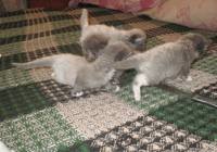 VFL.RU - ваш фотохостинг