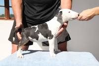 VFL.RU - ваш фотохостинг