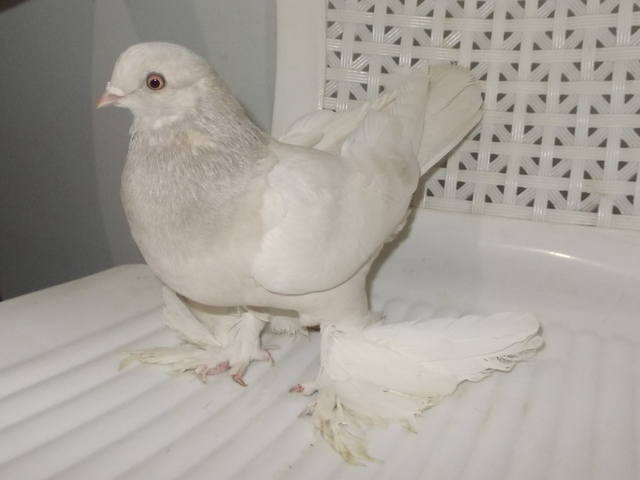Бойные  голуби  Туркмении - Страница 37 4904154_m
